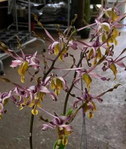 Dendrobium Christabella