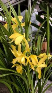 Cymbidium Hawaiian Gold