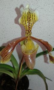 Paphiopedilum nitens