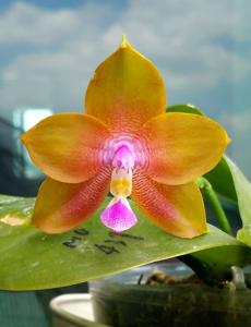 Phalaenopsis Mituo Prince