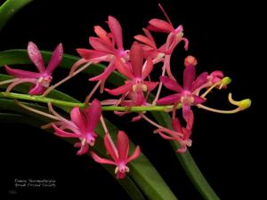 Vanda Peaches