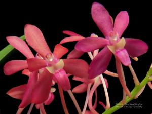 Vanda Peaches