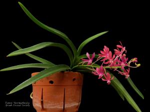 Vanda Peaches