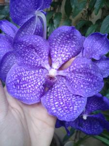 Vanda Golamco's Blue Magic