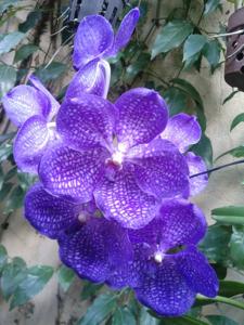 Vanda Golamco's Blue Magic