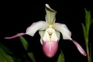 Phragmipedium sedenii