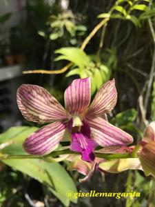 Dendrobium Nenee-Candy Stripe