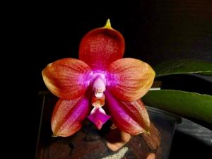 Phalaenopsis Jennifer Palermo-LD's Bear King