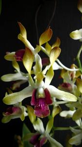 Dendrobium Bhayangkara Jaya