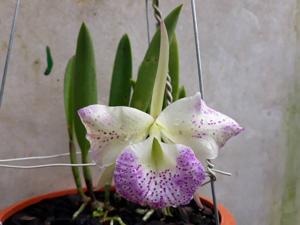 Brassocattleya Air Mososa