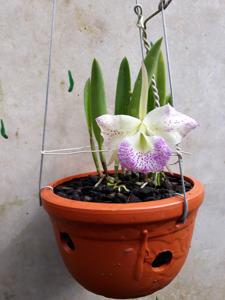 Brassocattleya Air Mososa