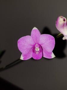 Dendrobium Pearl Vera