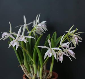 Brassocattleya Tiny Kiss