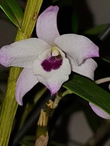 Dendrobium Cassiope