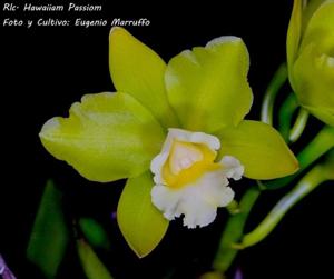 Rhyncholaeliocattleya Hawaiian Passion