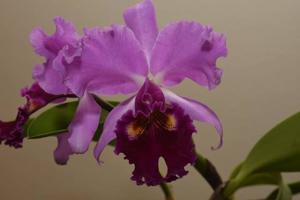 Cattleya Semontiana