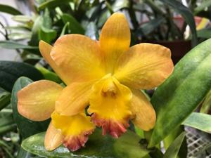 Rhyncholaeliocattleya Beaufort Gold