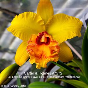 Cattleya Lorraine Shirai