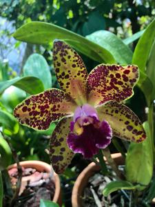 Rhyncholaeliocattleya Waianae Leopard