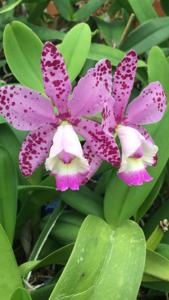 Cattleya Orchidom Brabant