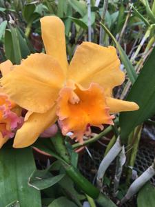 Rhyncholaeliocattleya Orglade's Cape Sands