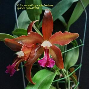 <i>Cattlianthe</i> Chocolate Drop-schofieldiana