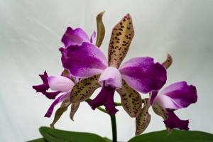 Cattleya Interglossa