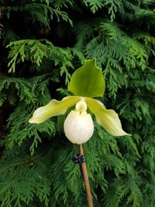 Paphiopedilum Envy Green