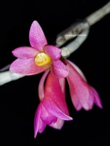 Dendrobium Hsinying Chrysopense