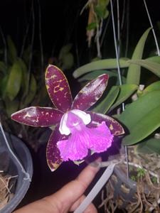 Cattleya Pradit Spot