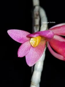 Dendrobium Hsinying Chrysopense