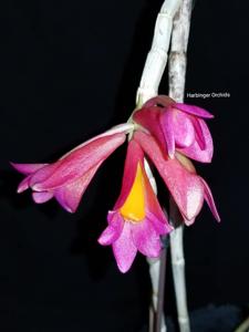 Dendrobium Hsinying Chrysopense