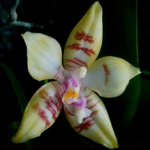 Phalaenopsis hieroglyphica-Macassar