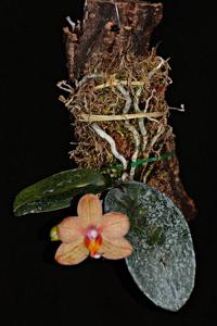 Phalaenopsis Senne Rot