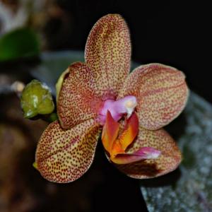 Phalaenopsis Senne Rot