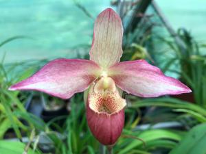 Phragmipedium Desormes