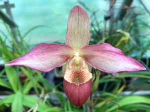 Phragmipedium Desormes