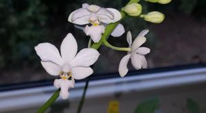 Phalaenopsis Purple Gem
