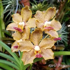 Vanda Golden Dawn