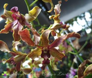 Dendrobium Boby's Love