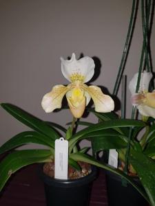 Paphiopedilum Rosy Dawn