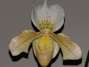 Paphiopedilum Rosy Dawn