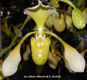 Paphiopedilum Toni Semple