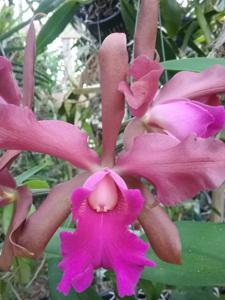 Cattleya Chamberlainiana