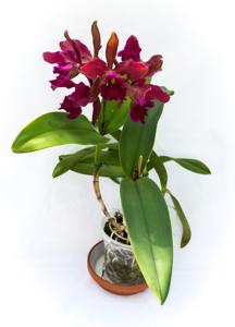 Cattleya Chamberlainiana