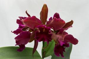 Cattleya Chamberlainiana