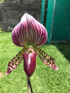 Paphiopedilum Maudiae