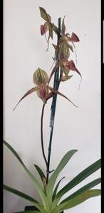 Paphiopedilum Hilo Black Eagle