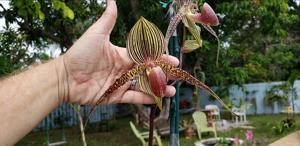Paphiopedilum Hilo Black Eagle