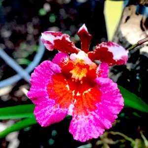 Tolumnia Jairak Firm